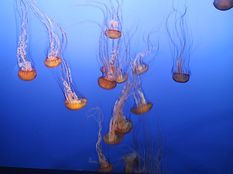 jellyfish.jpg